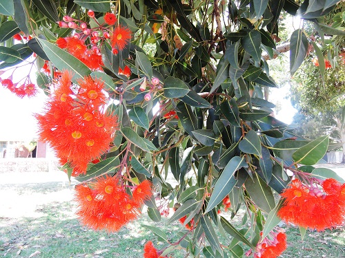 Sunburnt Quilts 2016 - Flowering Gums